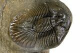 Scabriscutellum Trilobite With Morocops - Multi-Toned Shell #301767-2